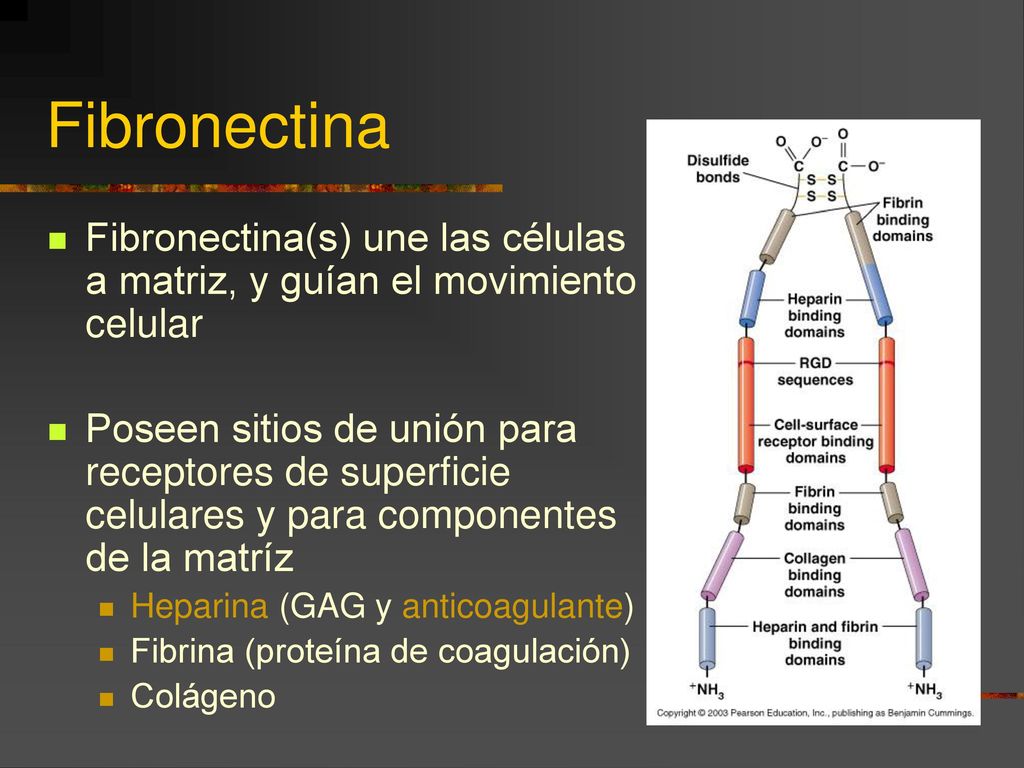 Fibronectina Fibronectina(s) une las células a matriz, y guían el movimiento celular.