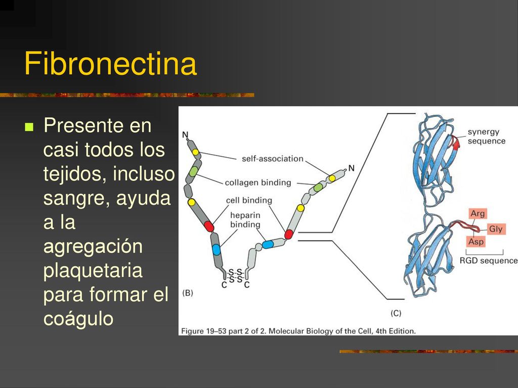 Fibronectina Presente en casi todos los tejidos, incluso sangre, ayuda a la agregación plaquetaria para formar el coágulo.