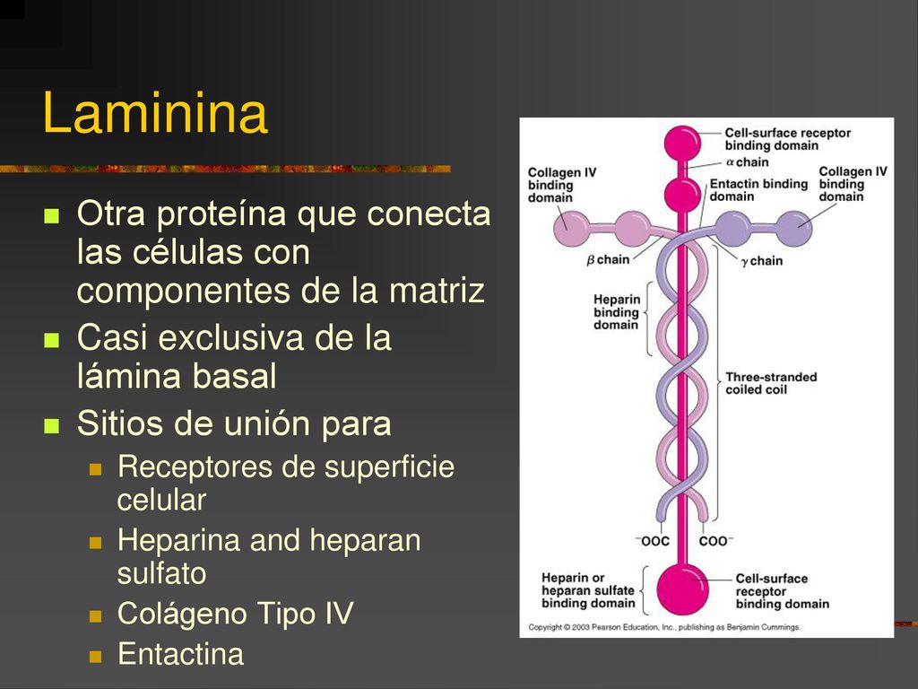 Laminina Otra proteína que conecta las células con componentes de la matriz. Casi exclusiva de la lámina basal.