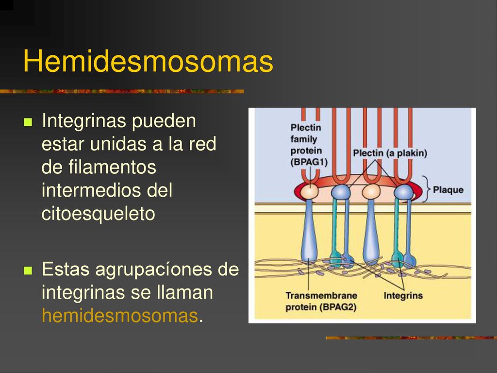 Hemidesmosomas Integrinas pueden estar unidas a la red de filamentos intermedios del citoesqueleto.