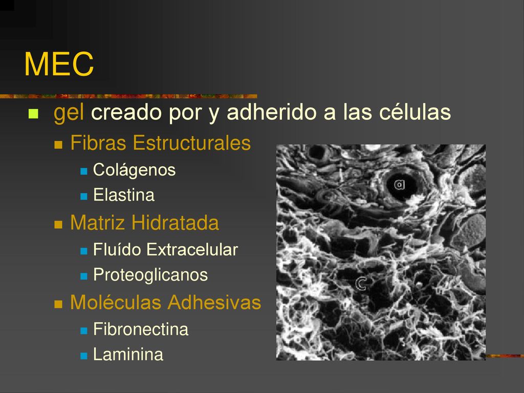 MEC gel creado por y adherido a las células Fibras Estructurales