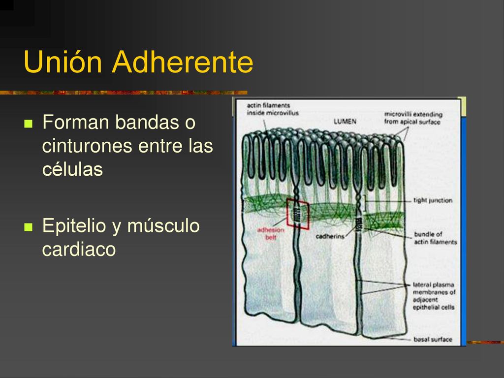 Unión Adherente Forman bandas o cinturones entre las células