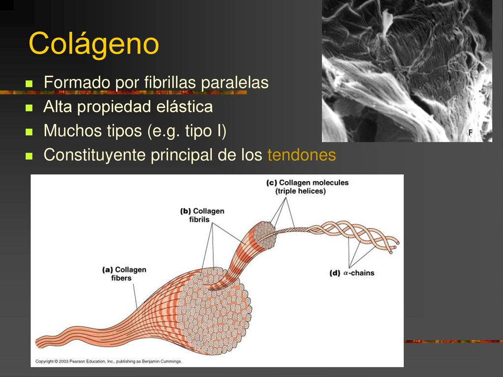 Colágeno Formado por fibrillas paralelas Alta propiedad elástica