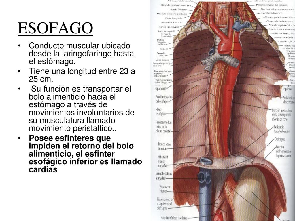 ESOFAGO Conducto muscular ubicado desde la laringofaringe hasta el estómago. Tiene una longitud entre 23 a 25 cm.