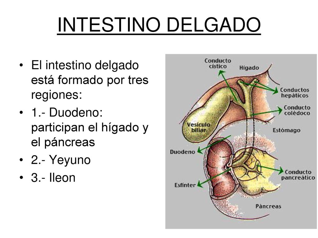 INTESTINO DELGADO El intestino delgado está formado por tres regiones: