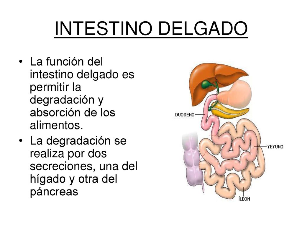INTESTINO DELGADO La función del intestino delgado es permitir la degradación y absorción de los alimentos.