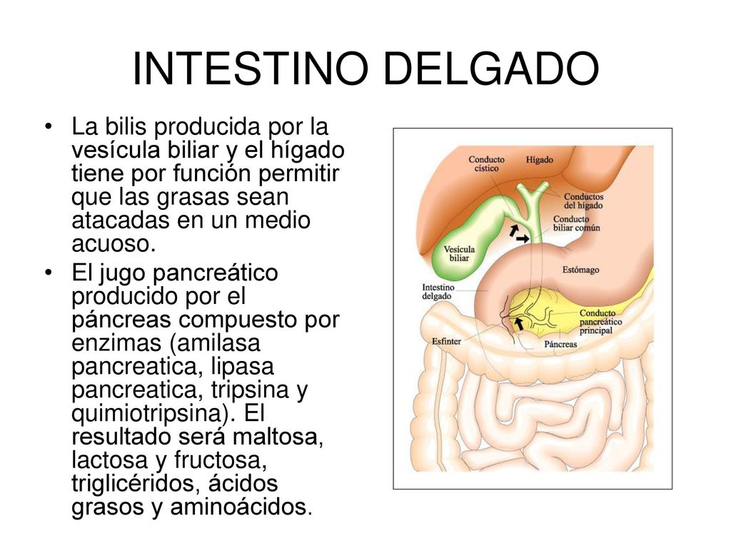 INTESTINO DELGADO La bilis producida por la vesícula biliar y el hígado tiene por función permitir que las grasas sean atacadas en un medio acuoso.
