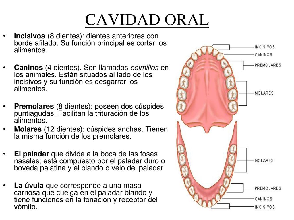 CAVIDAD ORAL Incisivos (8 dientes): dientes anteriores con borde afilado. Su función principal es cortar los alimentos.