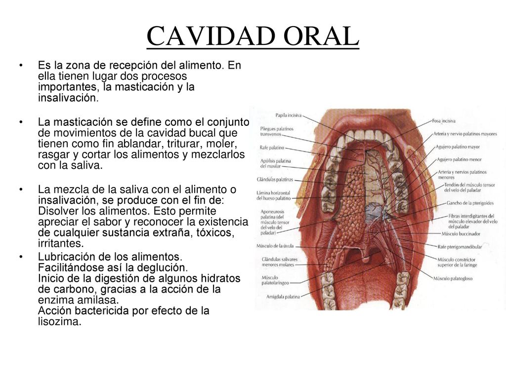 CAVIDAD ORAL Es la zona de recepción del alimento. En ella tienen lugar dos procesos importantes, la masticación y la insalivación.