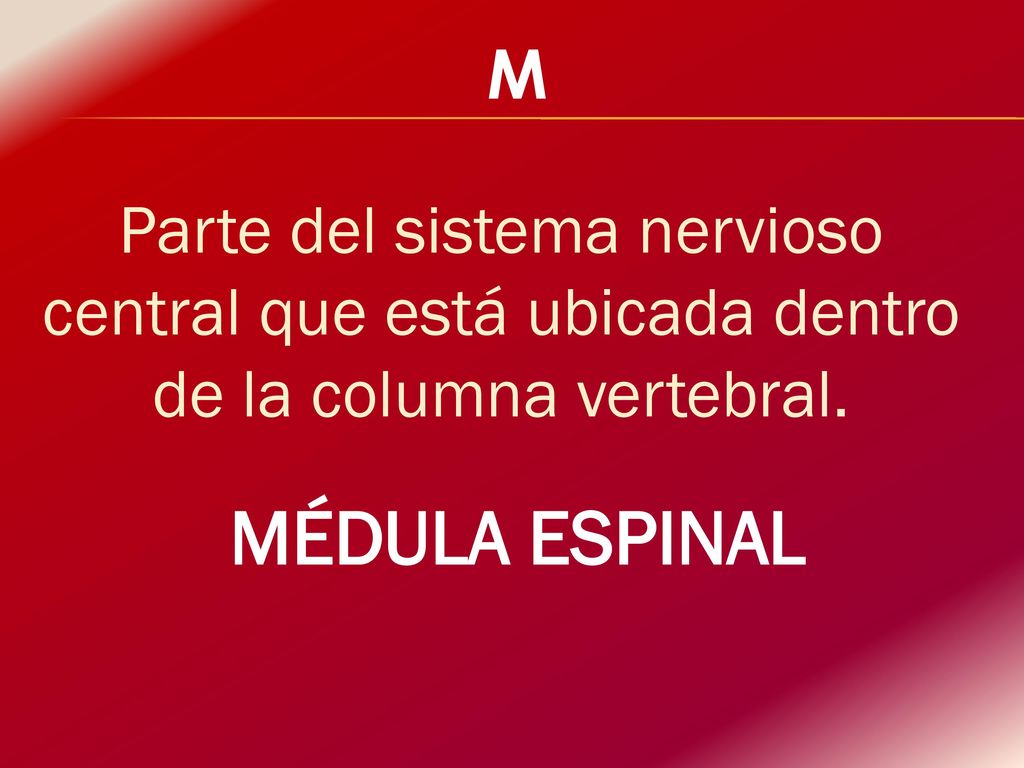 M Parte del sistema nervioso central que está ubicada dentro de la columna vertebral.