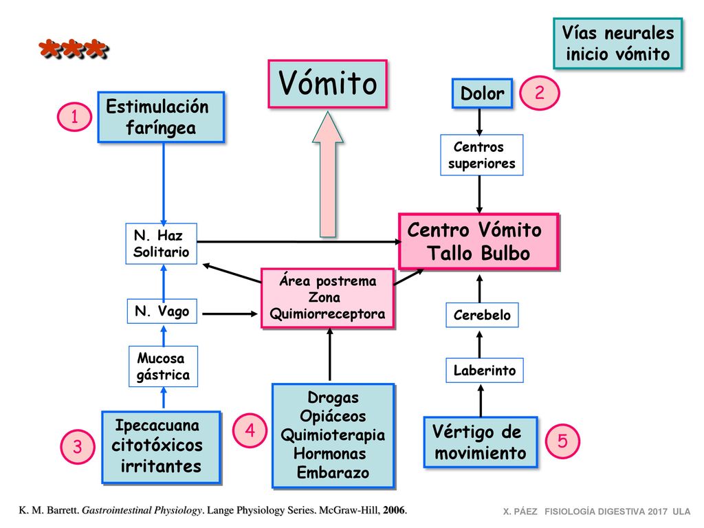 *** Vómito Centro Vómito Tallo Bulbo Vías neurales inicio vómito Dolor