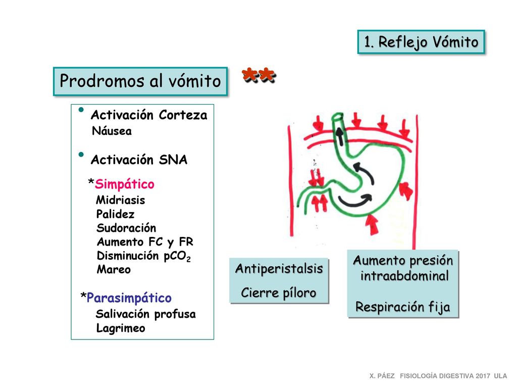 ** Prodromos al vómito 1. Reflejo Vómito Activación Corteza Náusea