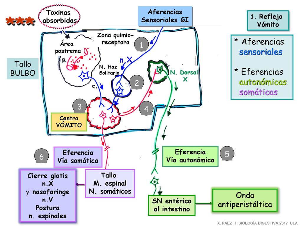 *** * Aferencias sensoriales * Eferencias autonómicas somáticas 1 n.X