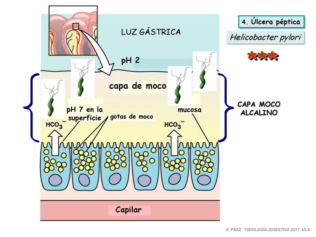 *** capa de moco LUZ GÁSTRICA Helicobacter pylori pH 2 Capilar c.