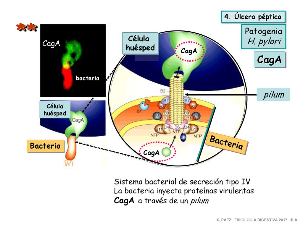 * * CagA Patogenia H. pylori pilum Bacteria CagA a través de un pilum