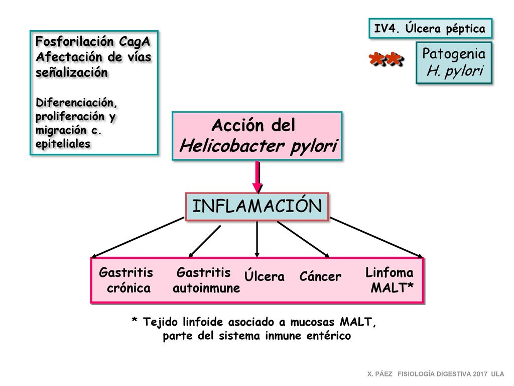 ** Acción del Helicobacter pylori INFLAMACIÓN Patogenia H. pylori
