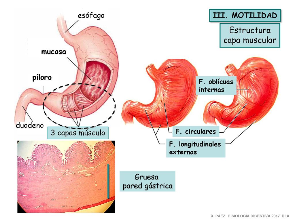 Estructura capa muscular esófago III. MOTILIDAD mucosa píloro duodeno