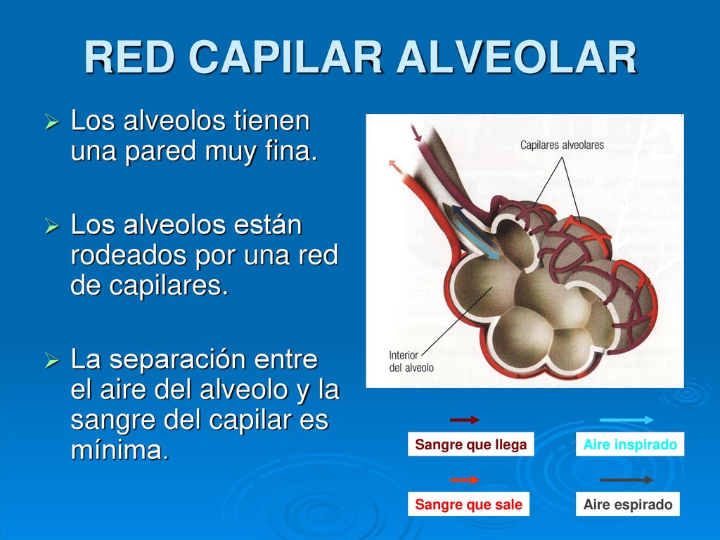 RED CAPILAR ALVEOLAR Los alveolos tienen una pared muy fina.