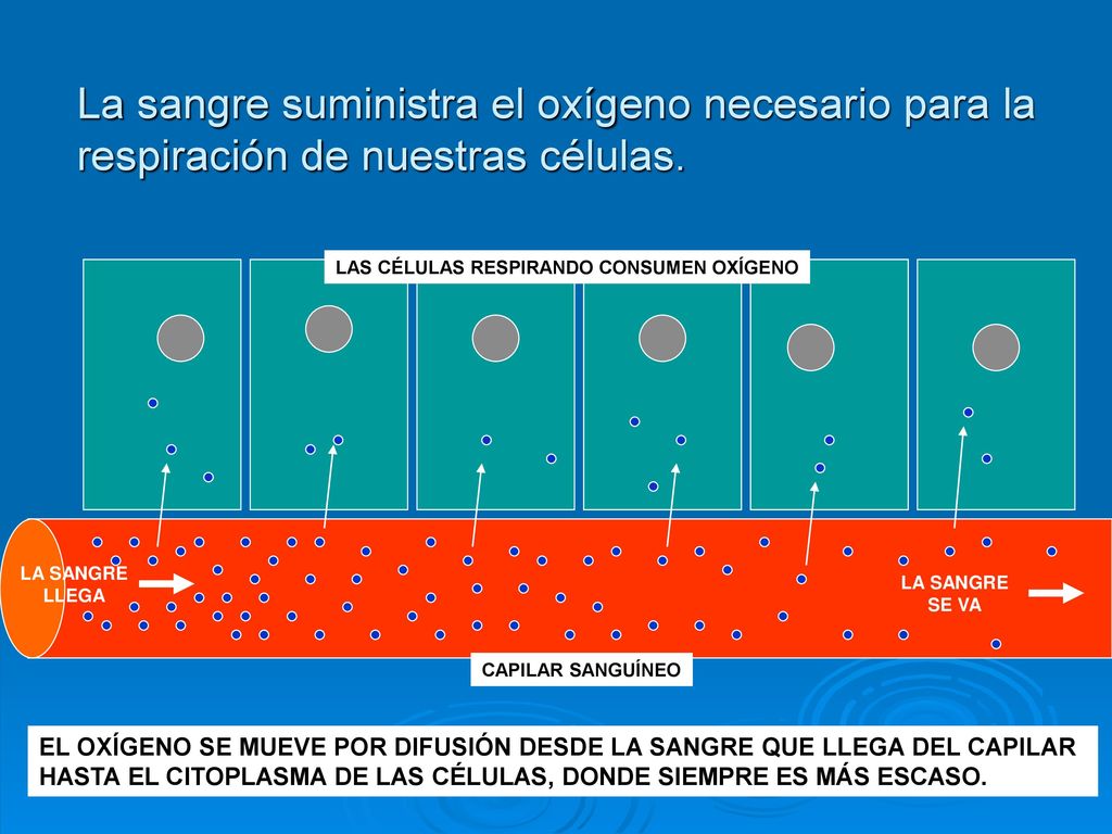 La sangre suministra el oxígeno necesario para la respiración de nuestras células.