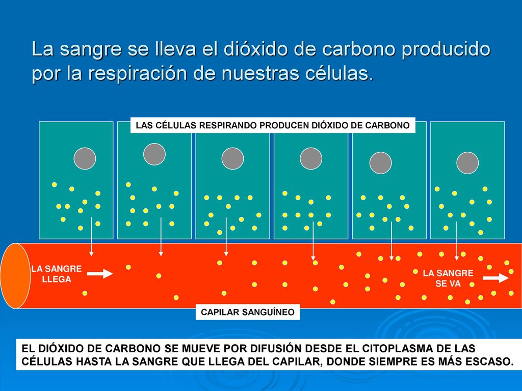 La sangre se lleva el dióxido de carbono producido por la respiración de nuestras células.