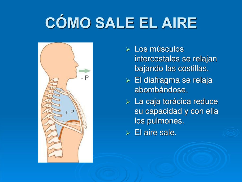 CÓMO SALE EL AIRE Los músculos intercostales se relajan bajando las costillas. El diafragma se relaja abombándose.