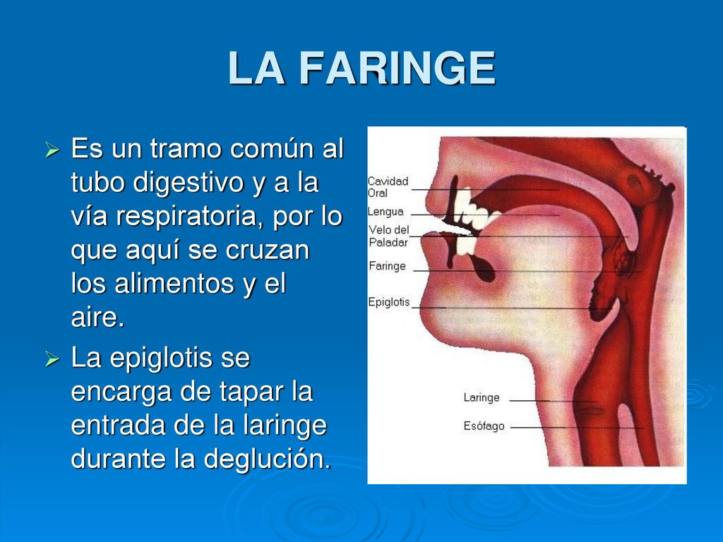 LA FARINGE Es un tramo común al tubo digestivo y a la vía respiratoria, por lo que aquí se cruzan los alimentos y el aire.