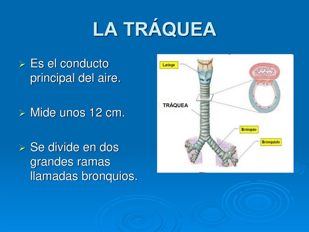 LA TRÁQUEA Es el conducto principal del aire. Mide unos 12 cm.