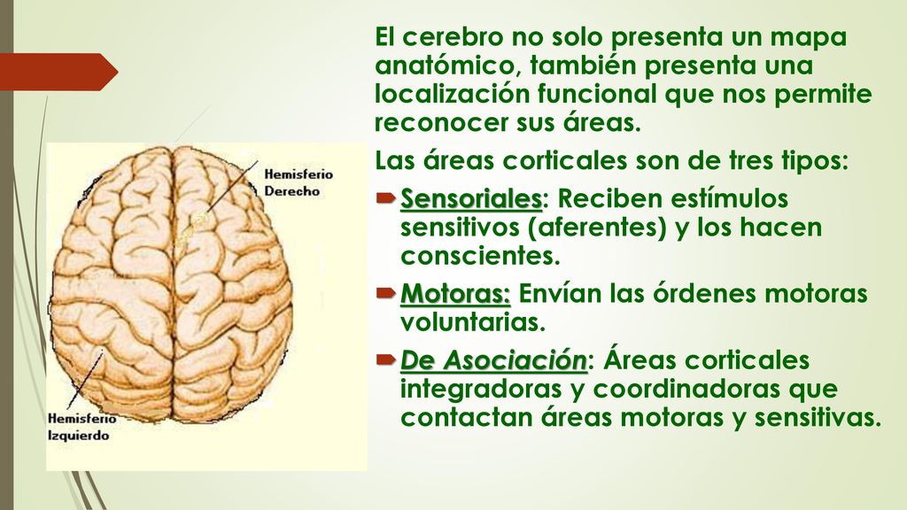 El cerebro no solo presenta un mapa anatómico, también presenta una localización funcional que nos permite reconocer sus áreas.
