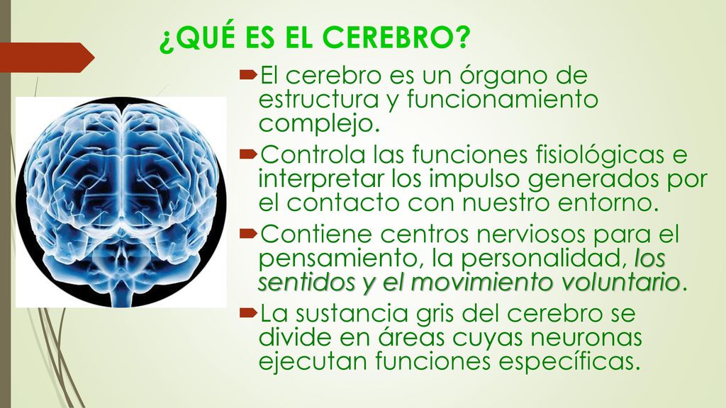 ¿QUÉ ES EL CEREBRO El cerebro es un órgano de estructura y funcionamiento complejo.