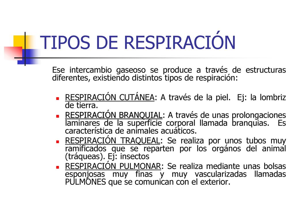 TIPOS DE RESPIRACIÓN Ese intercambio gaseoso se produce a través de estructuras diferentes, existiendo distintos tipos de respiración: