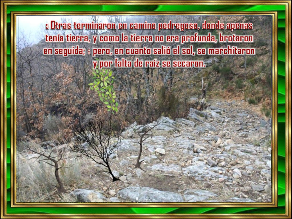 5 Otras terminaron en camino pedregoso, donde apenas tenía tierra, y como la tierra no era profunda, brotaron en seguida; 6 pero, en cuanto salió el sol, se marchitaron y por falta de raíz se secaron.