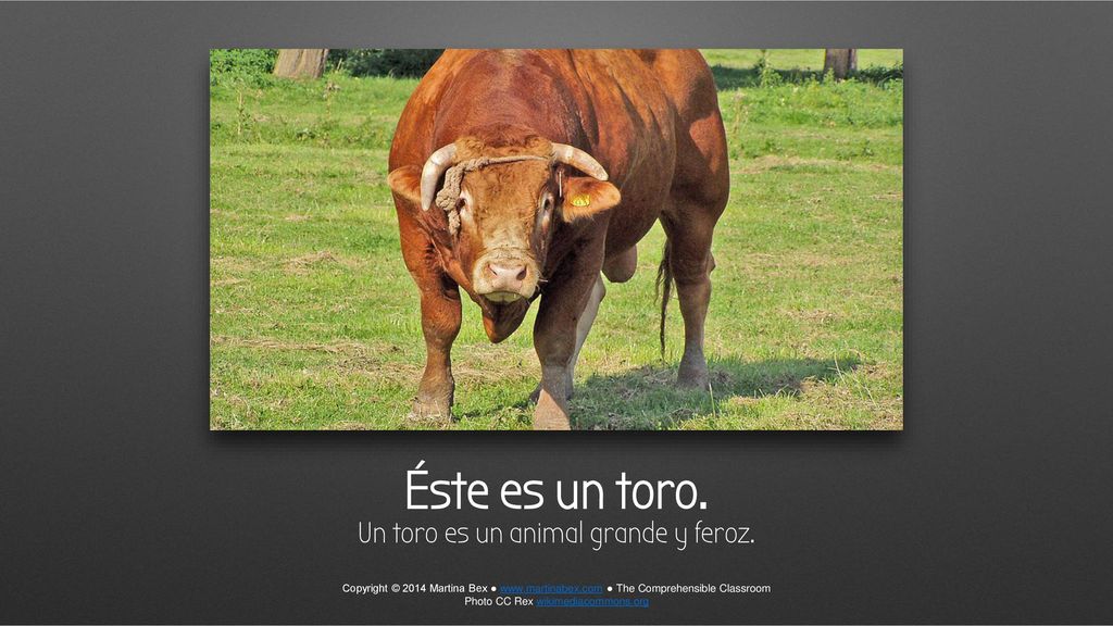 Éste es un toro. Un toro es un animal grande y feroz.