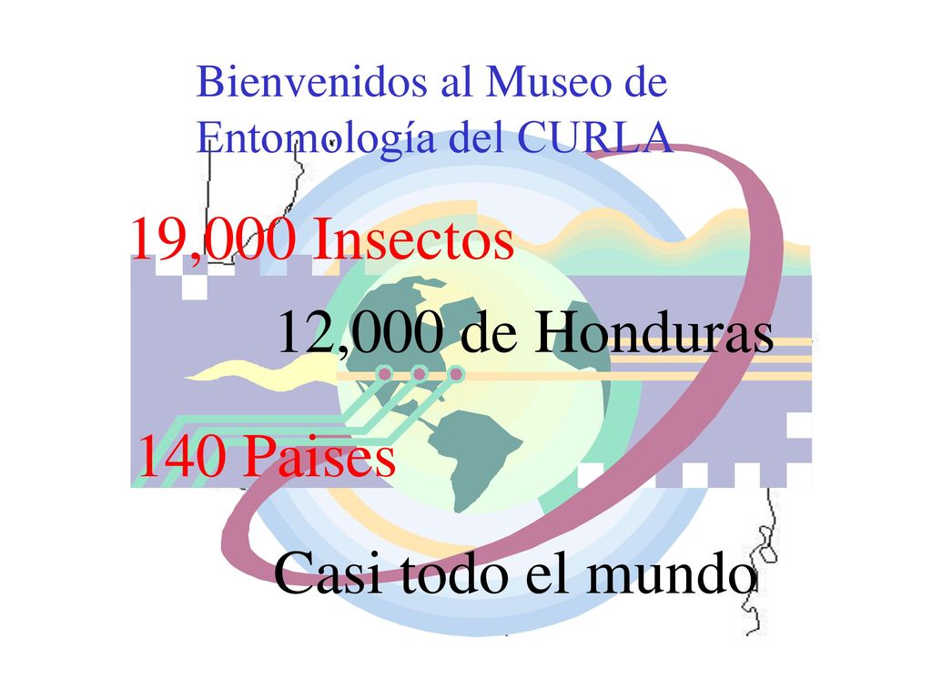 19,000 Insectos 12,000 de Honduras 140 Paises Casi todo el mundo