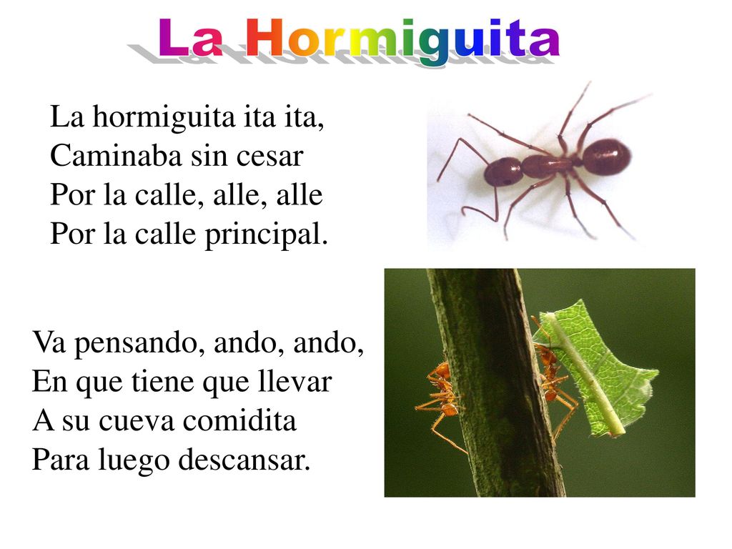 La Hormiguita La hormiguita ita ita, Caminaba sin cesar