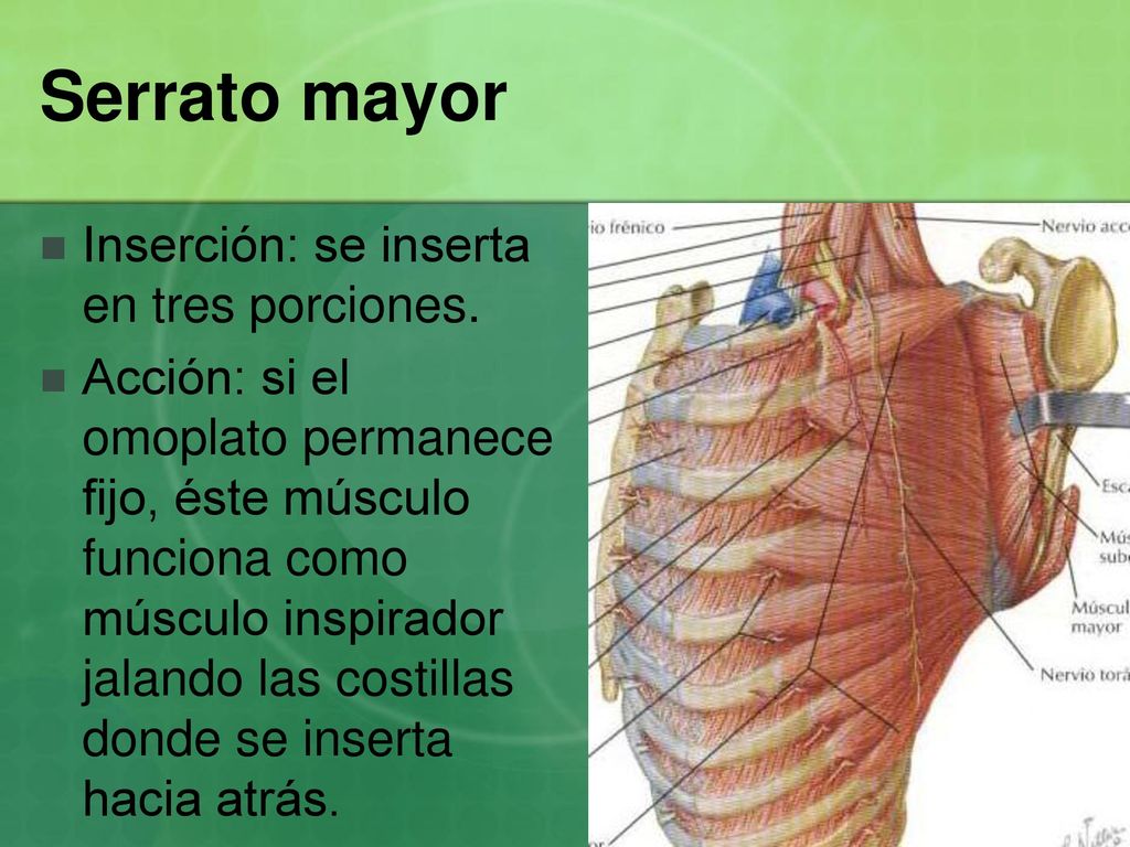 Serrato mayor Inserción: se inserta en tres porciones.