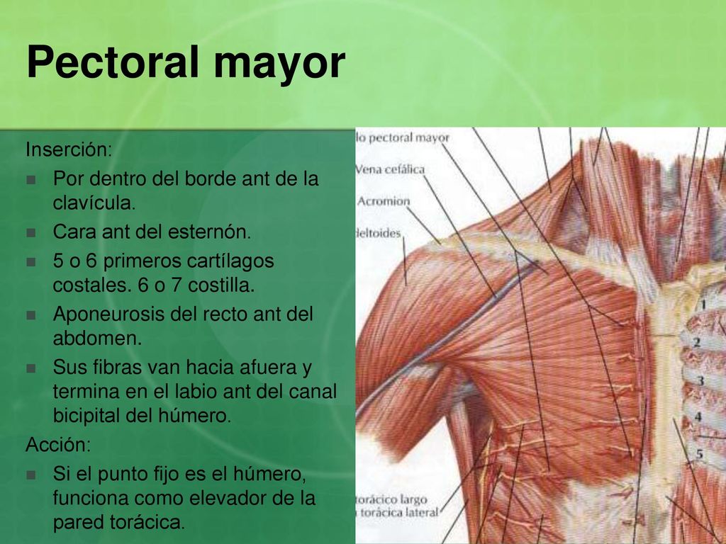 Pectoral mayor Inserción: Por dentro del borde ant de la clavícula.