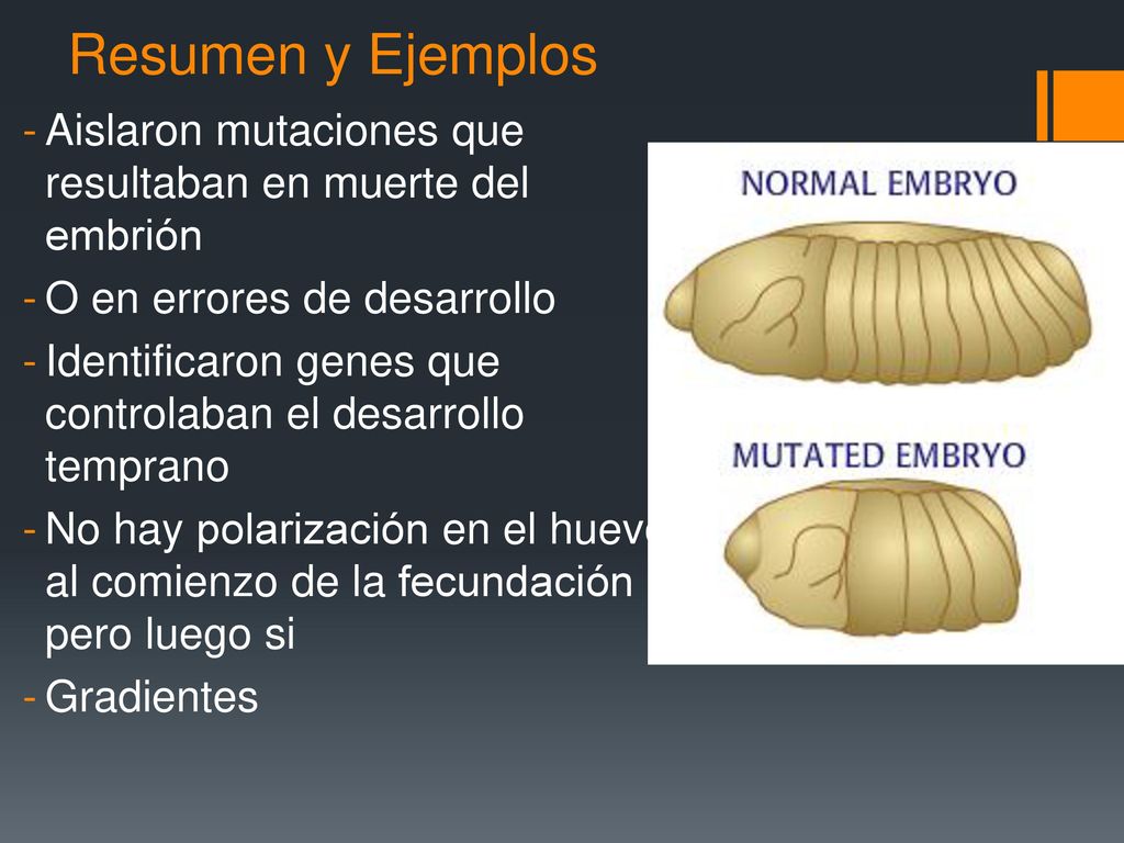 Resumen y Ejemplos Aislaron mutaciones que resultaban en muerte del embrión. O en errores de desarrollo.
