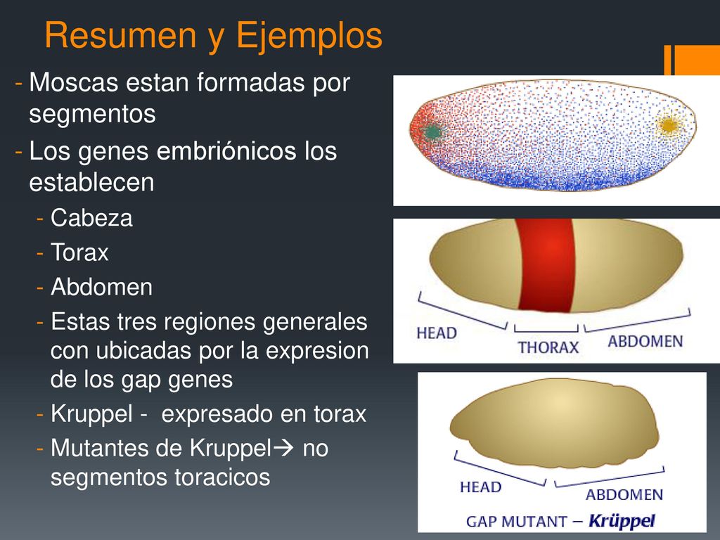 Resumen y Ejemplos Moscas estan formadas por segmentos