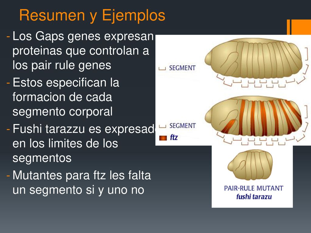 Resumen y Ejemplos Los Gaps genes expresan proteinas que controlan a los pair rule genes. Estos especifican la formacion de cada segmento corporal.