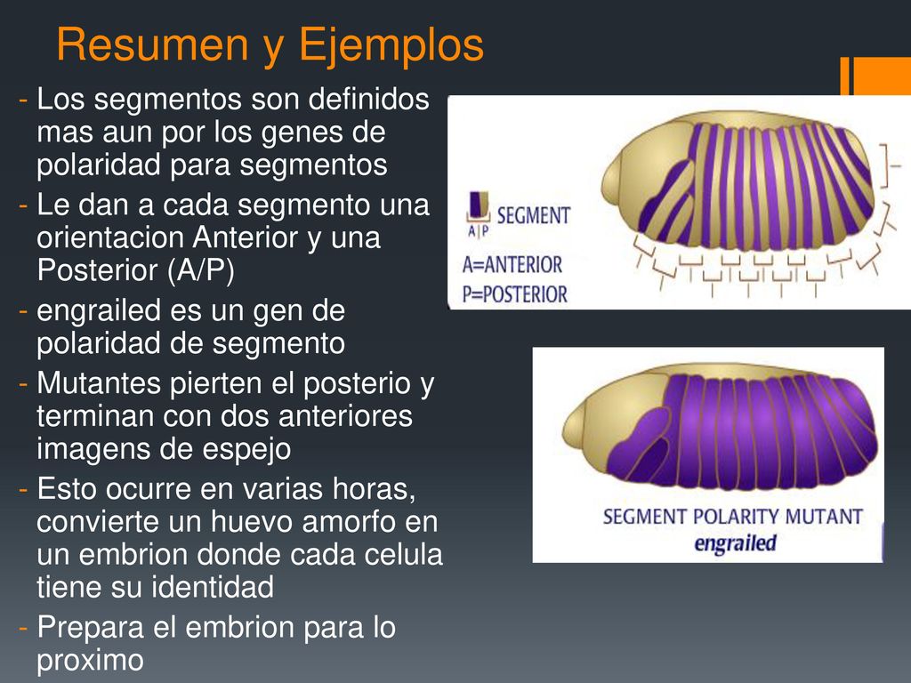 Resumen y Ejemplos Los segmentos son definidos mas aun por los genes de polaridad para segmentos.