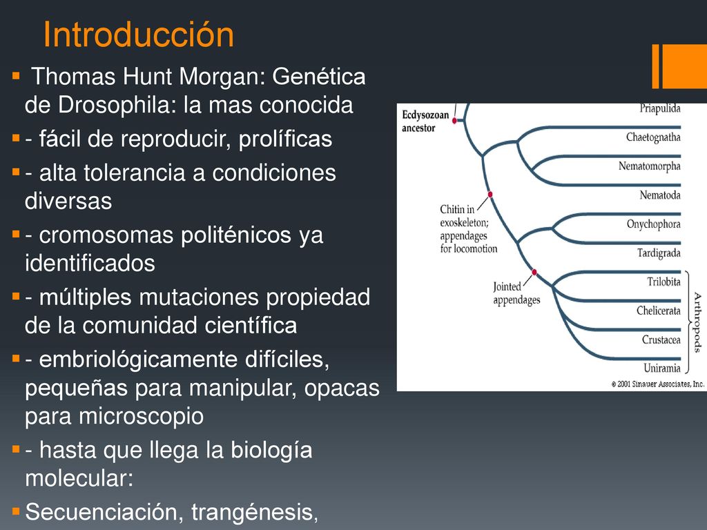 Introducción Thomas Hunt Morgan: Genética de Drosophila: la mas conocida. - fácil de reproducir, prolíficas.