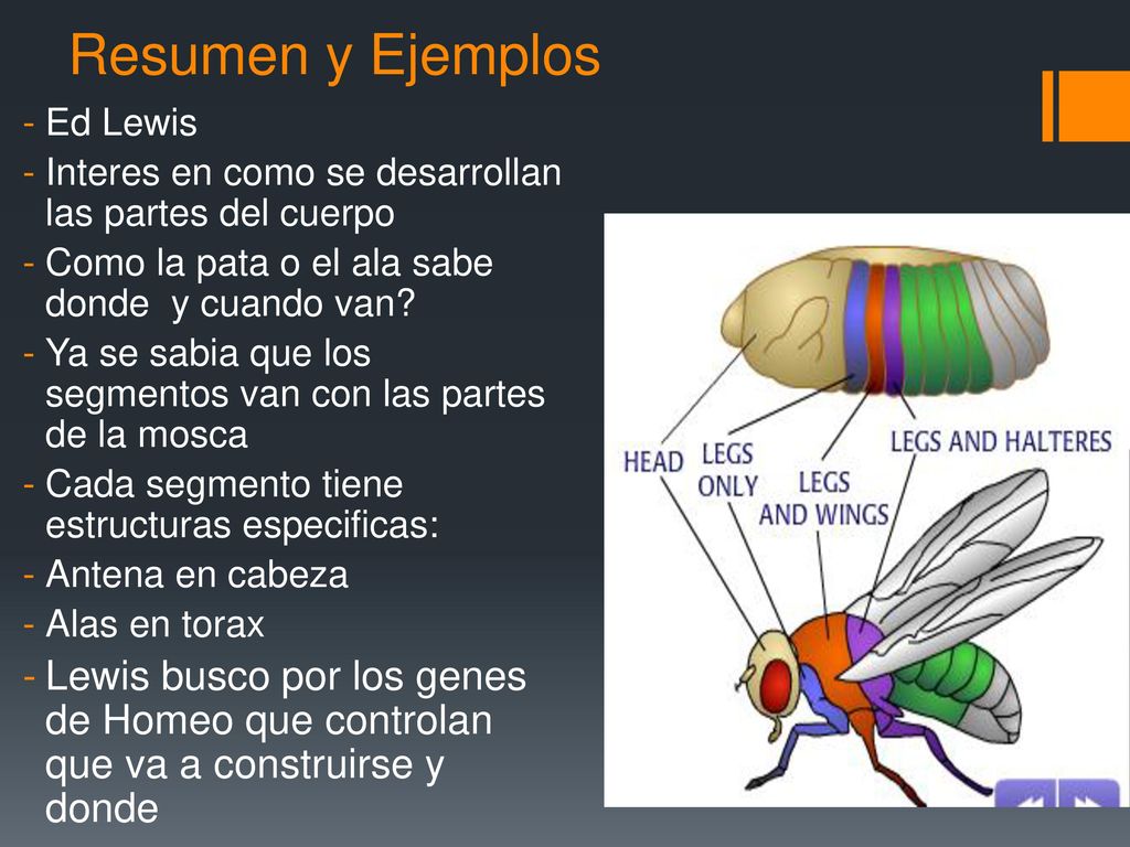 Resumen y Ejemplos Ed Lewis. Interes en como se desarrollan las partes del cuerpo. Como la pata o el ala sabe donde y cuando van