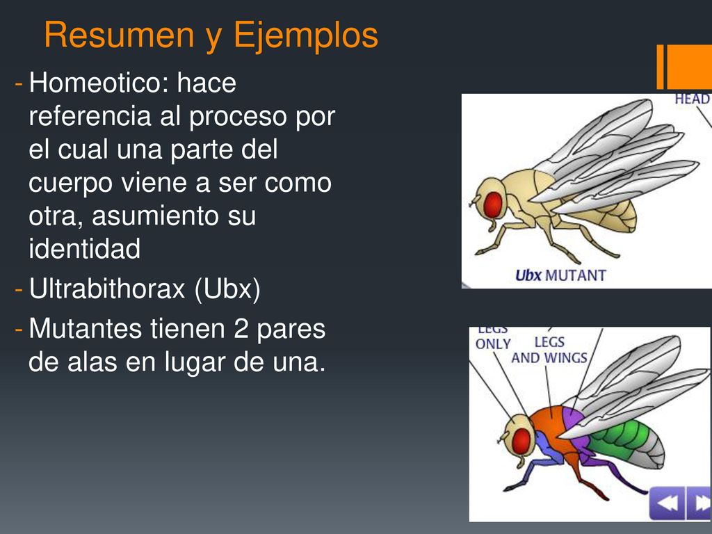 Resumen y Ejemplos Homeotico: hace referencia al proceso por el cual una parte del cuerpo viene a ser como otra, asumiento su identidad.