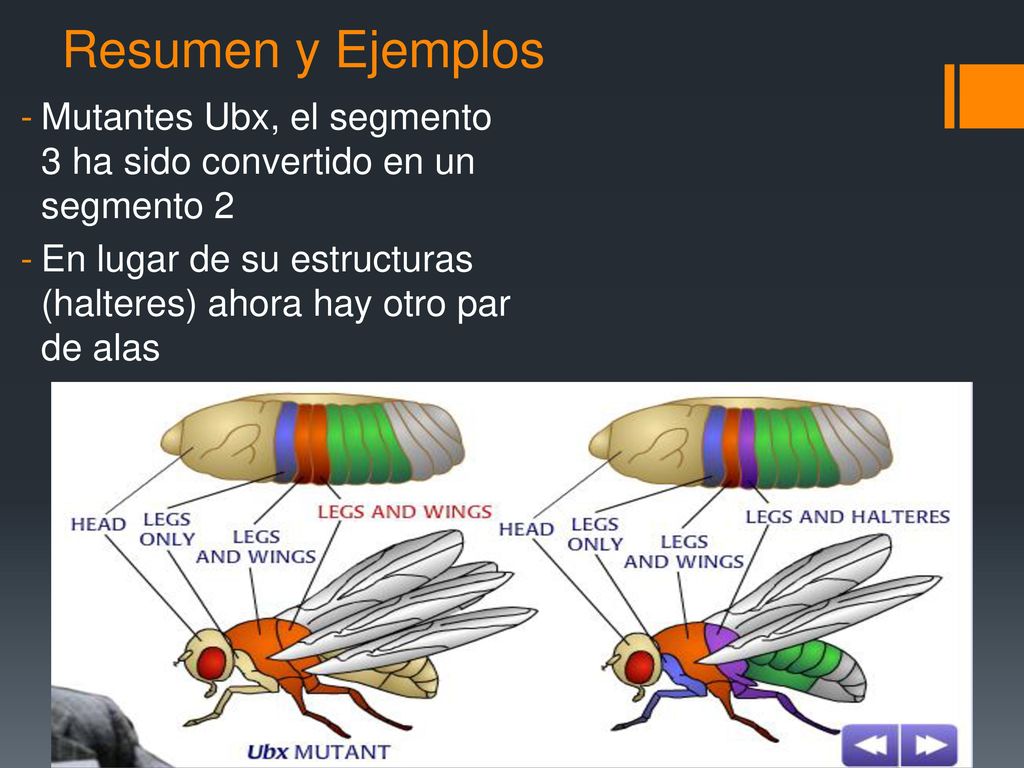 Resumen y Ejemplos Mutantes Ubx, el segmento 3 ha sido convertido en un segmento 2.
