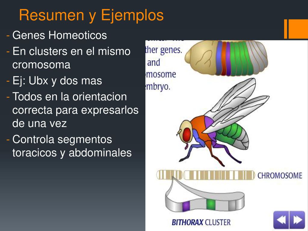 Resumen y Ejemplos Genes Homeoticos En clusters en el mismo cromosoma
