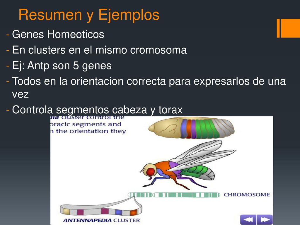 Resumen y Ejemplos Genes Homeoticos En clusters en el mismo cromosoma