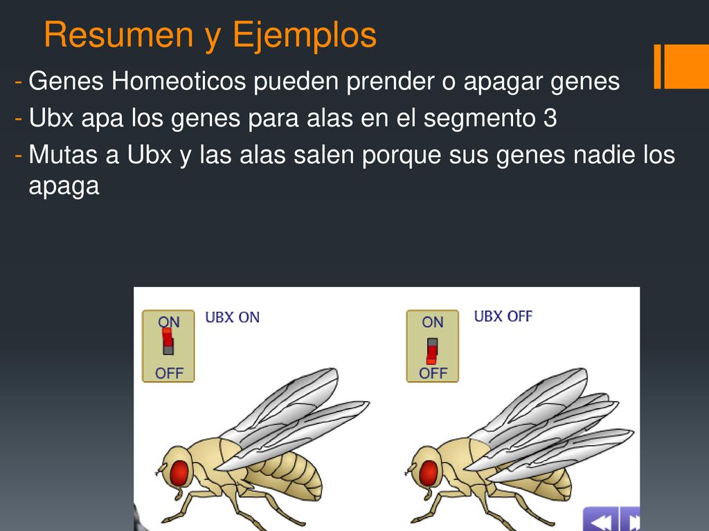 Resumen y Ejemplos Genes Homeoticos pueden prender o apagar genes