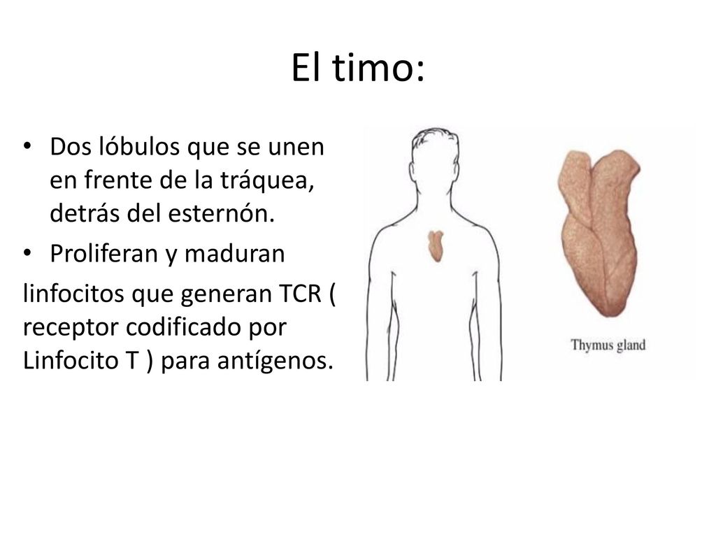 El timo: Dos lóbulos que se unen en frente de la tráquea, detrás del esternón. Proliferan y maduran.