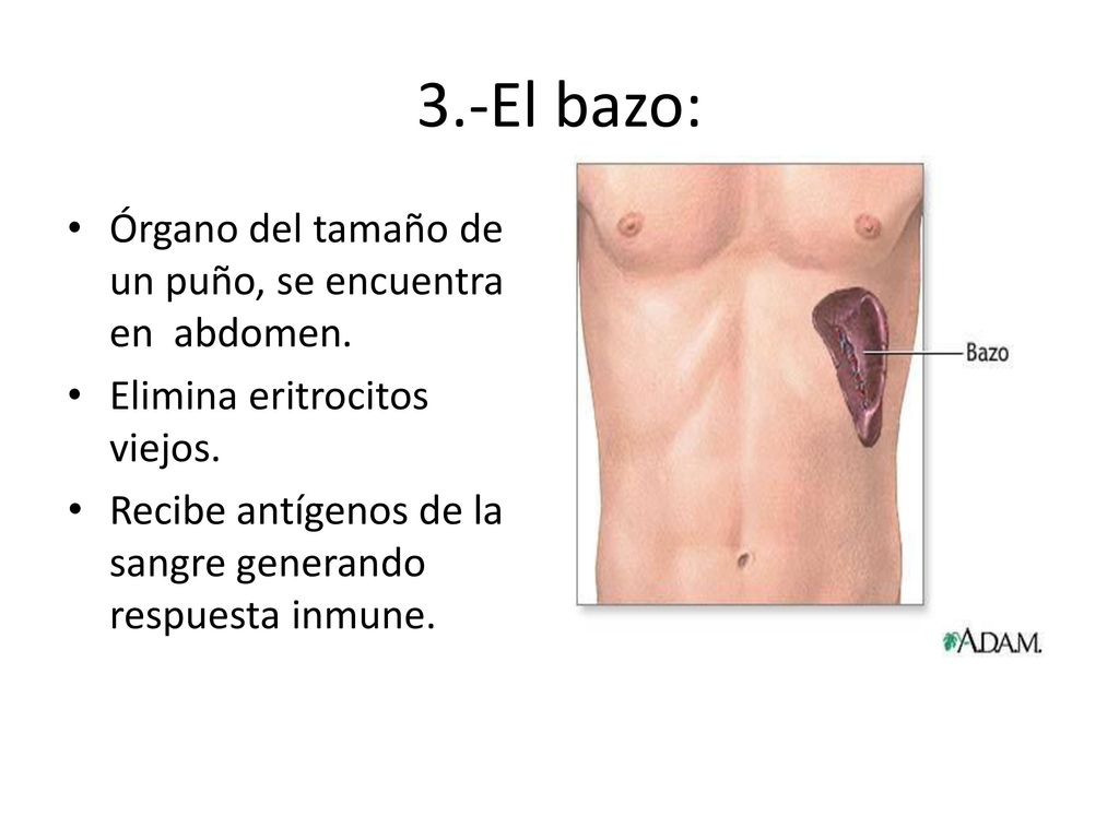 3.-El bazo: Órgano del tamaño de un puño, se encuentra en abdomen.