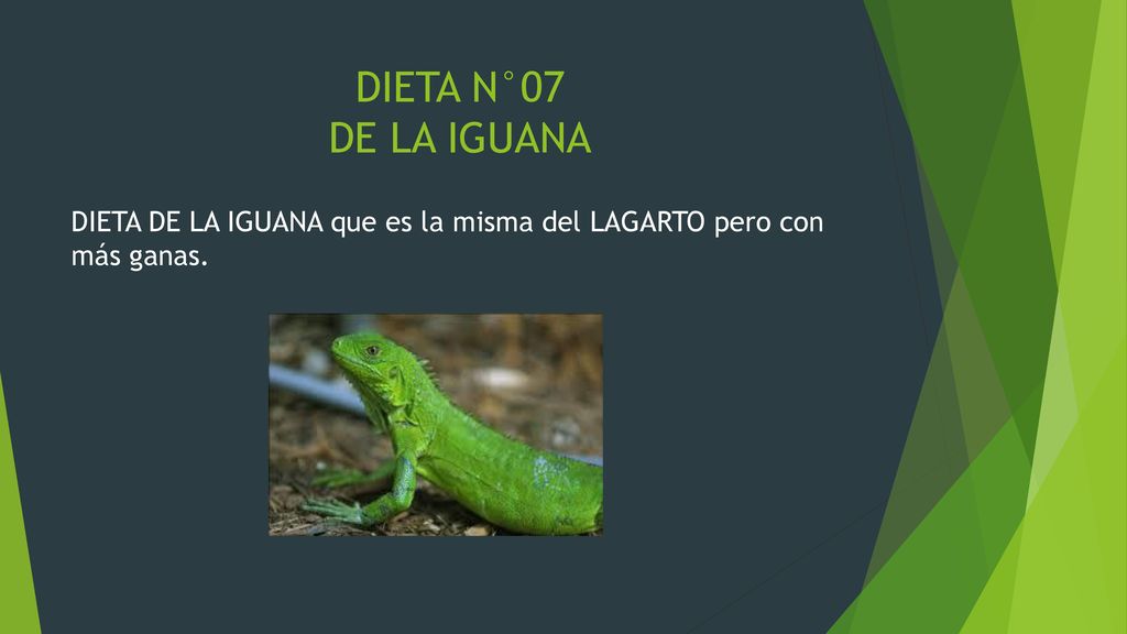 DIETA N°07 DE LA IGUANA DIETA DE LA IGUANA que es la misma del LAGARTO pero con más ganas.